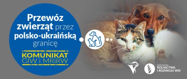 Grafika ilustracyjna